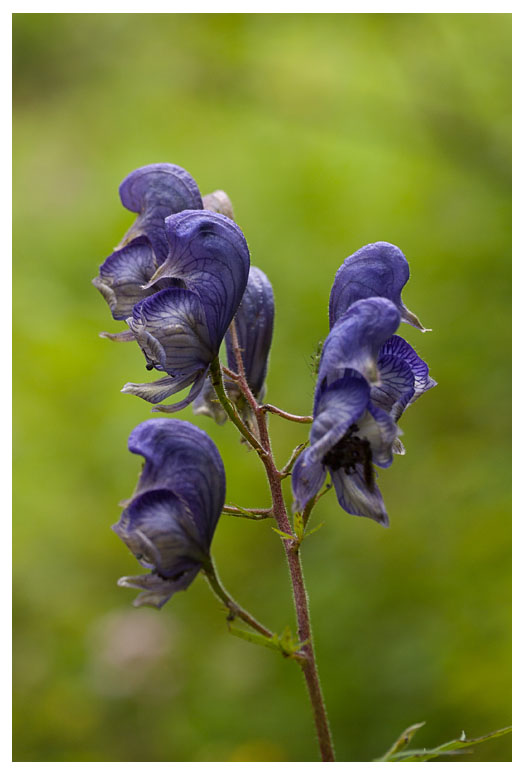 Aconitum variegatum