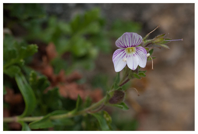Veronica fruticulosa