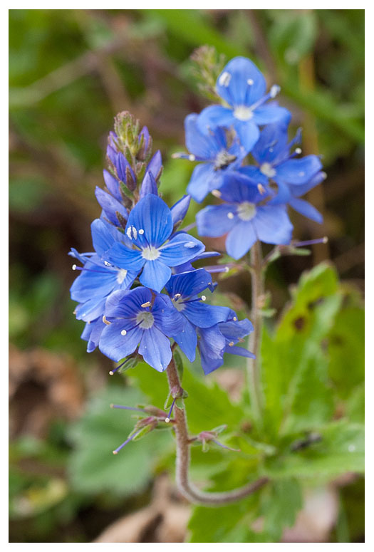Veronica prostrata