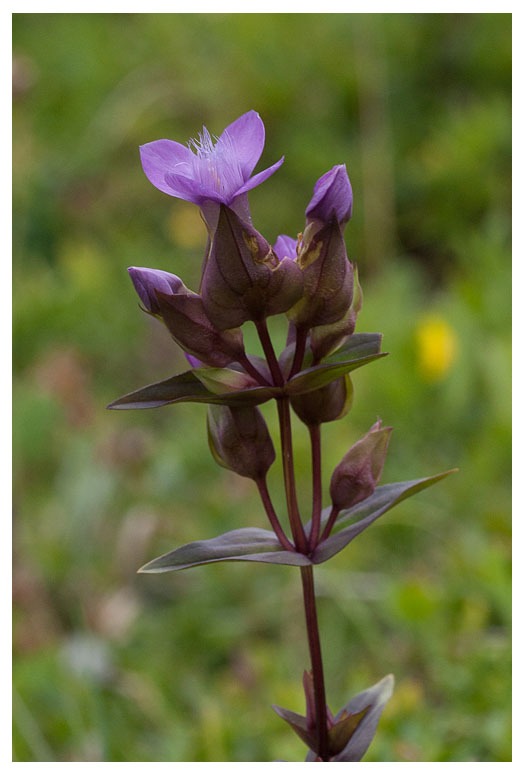 Gentianella campestris