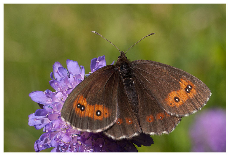 Erebia euryale 