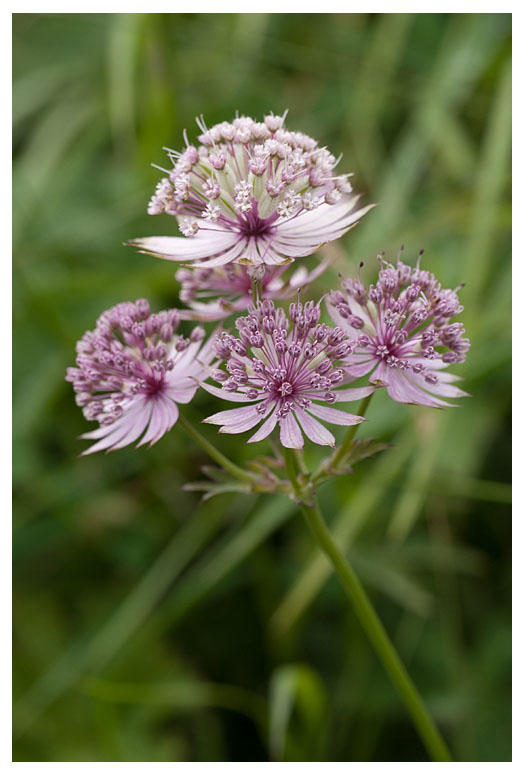 Astrantia major