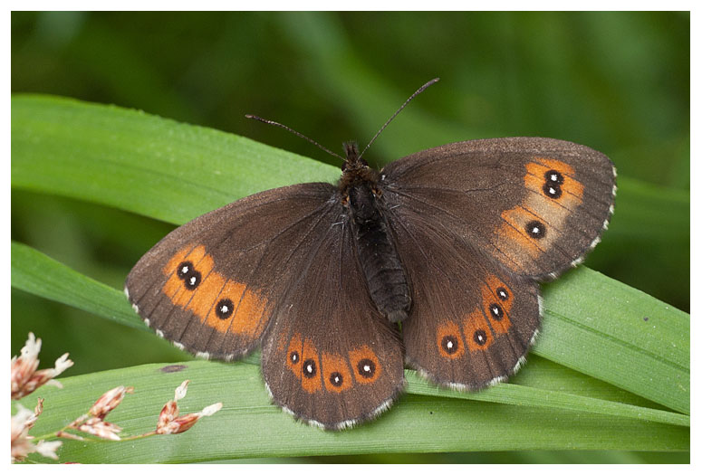 Erebia ligea 