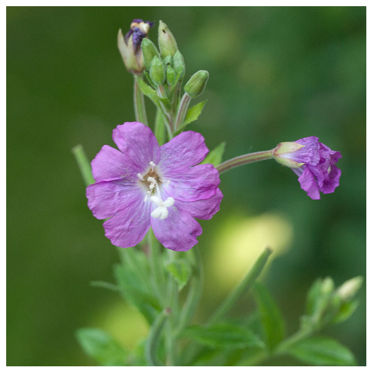 Epilobium hirsutum