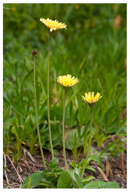 Hieracium pilosella