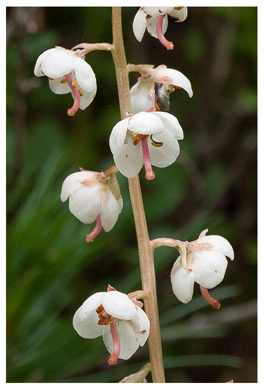 Pyrola rotundifolia