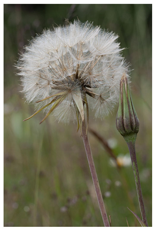 Tragopogon pratensis