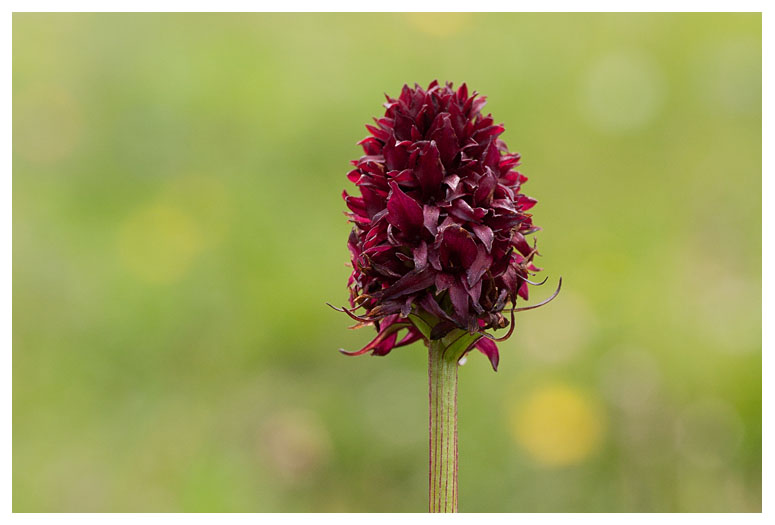 Nigritella rhellicani
