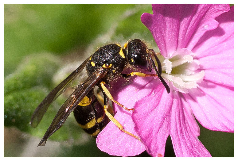 Ancistrocerus antilope