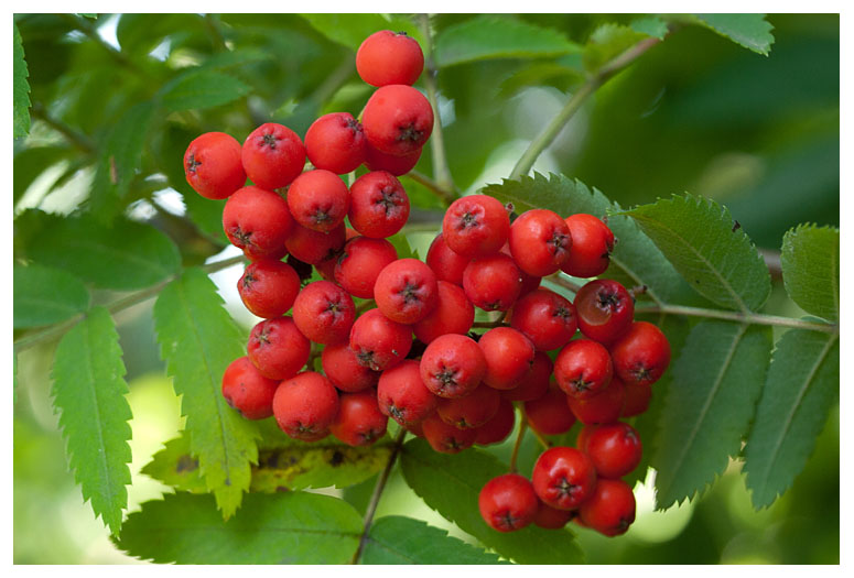 Sorbus aucuparia