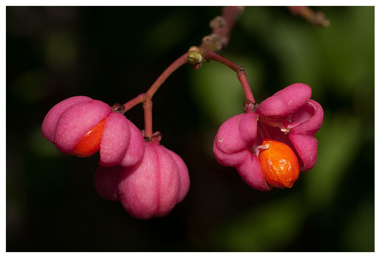 Euonymus europaeus