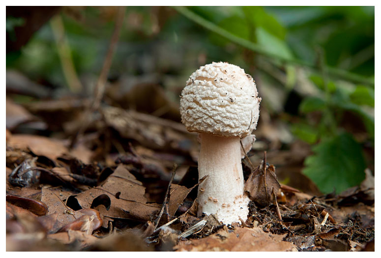 Amanita rubescens
