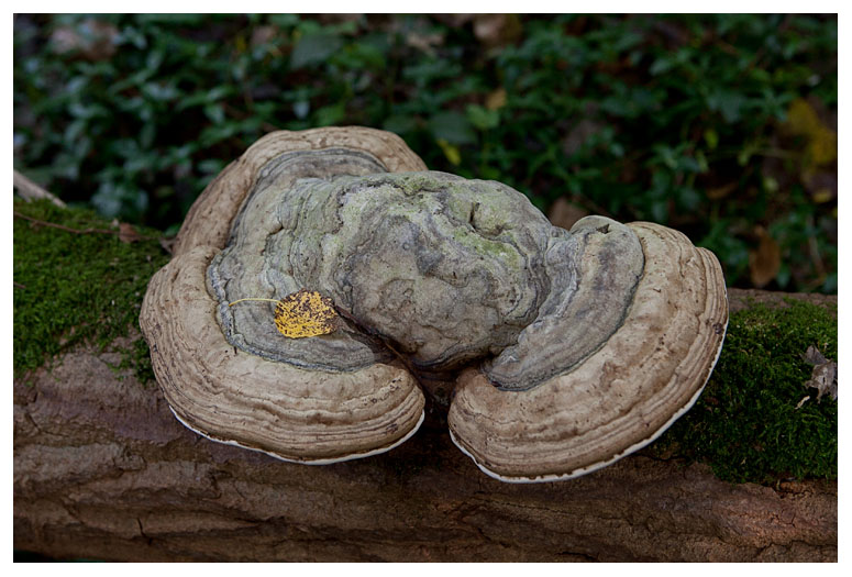 Fomes fomentarius