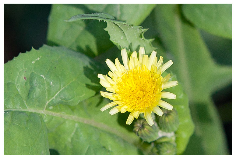 Sonchus oleraceus