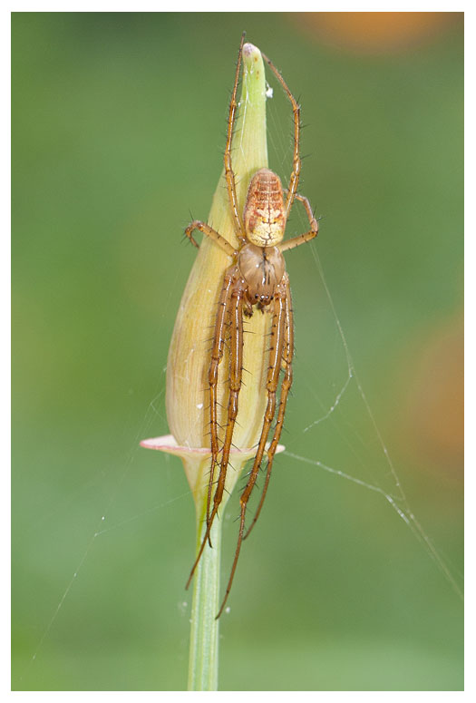 Tetragnathidae sp.
