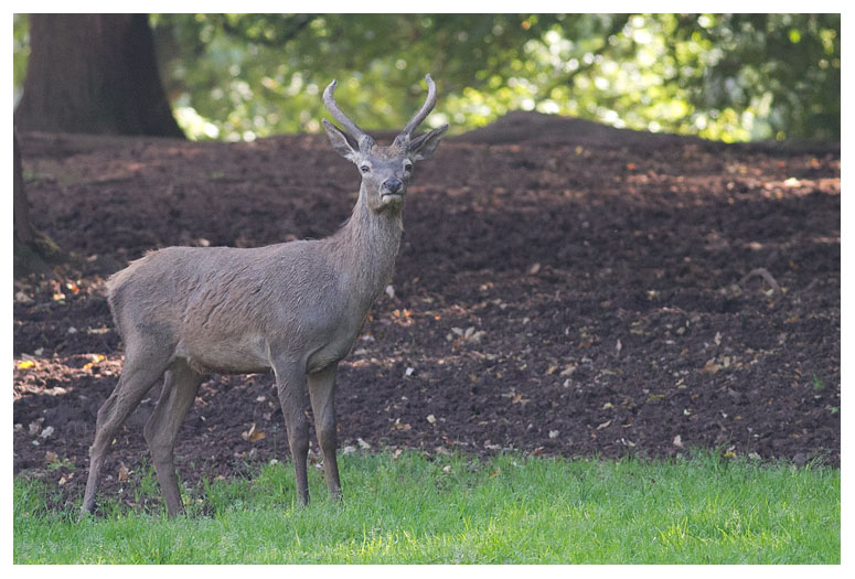 Red Deer 