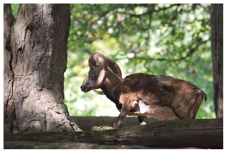 Mouflon