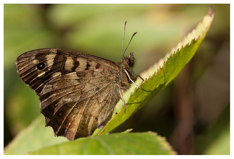 Pararge aegeria tircis