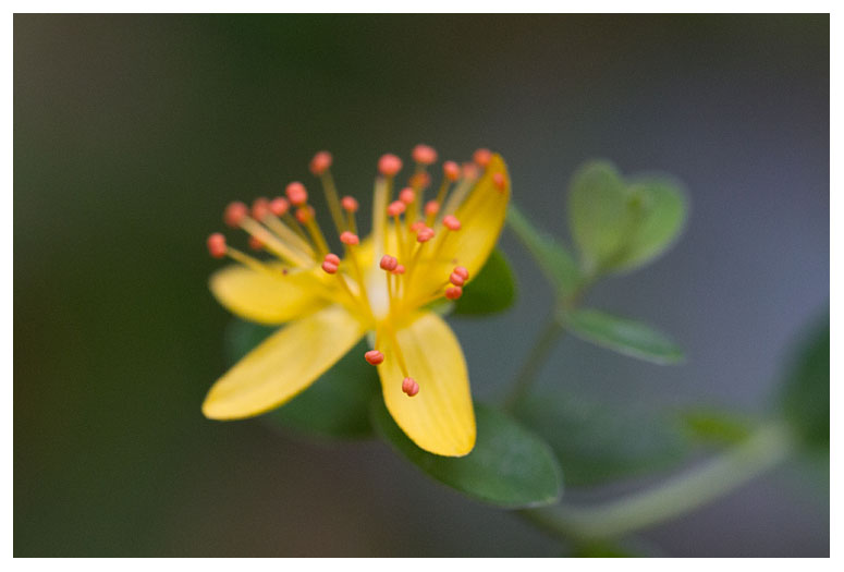 Hypericum pulchrum