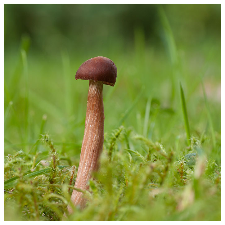 Laccaria laccata