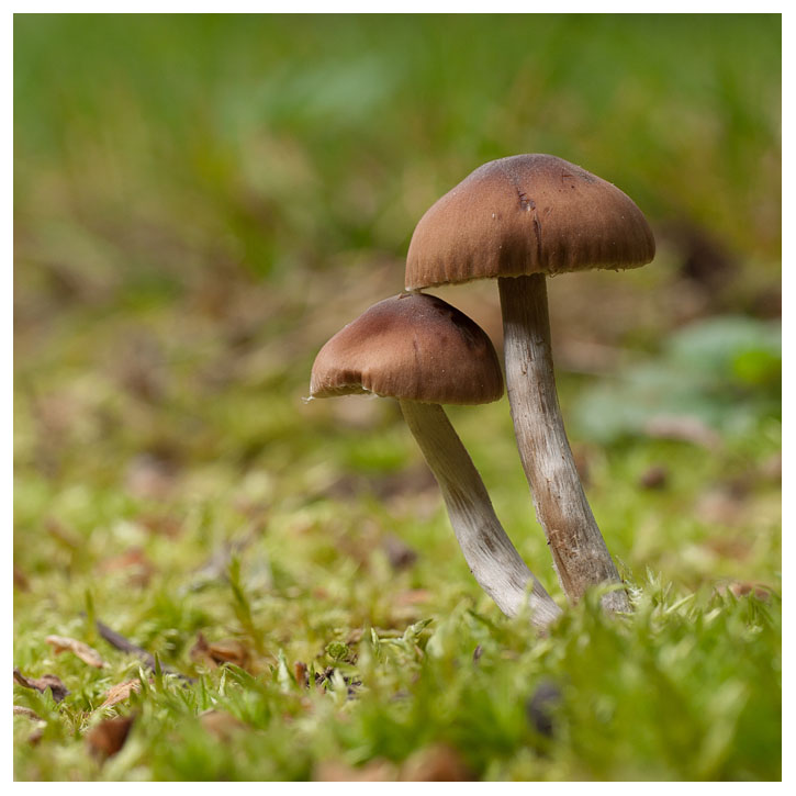 Cortinarius sp.