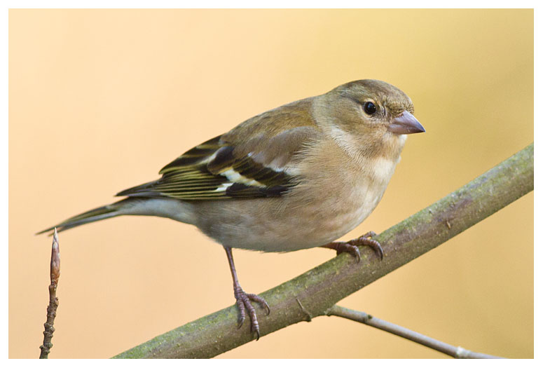 Chaffinch (female)