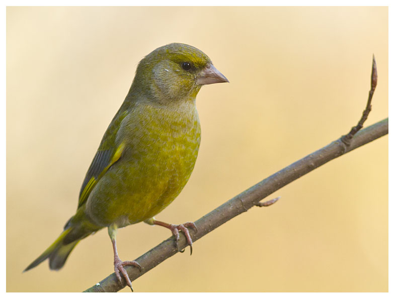 Greenfinch 