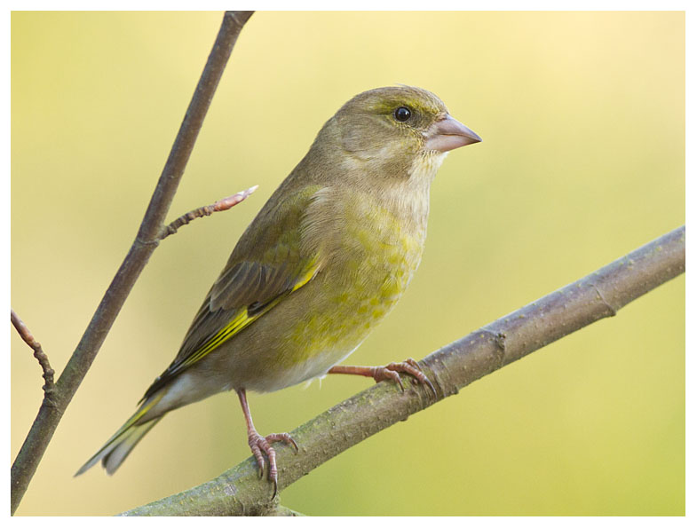 Greenfinch (female)