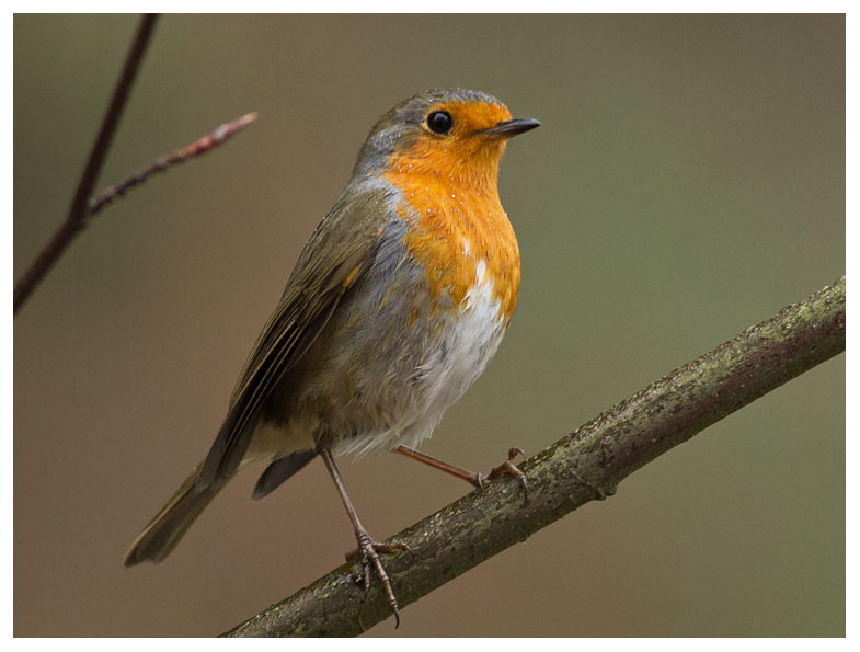 Robin 