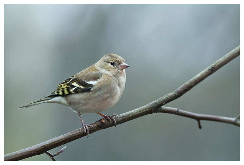 Chaffinch (female)