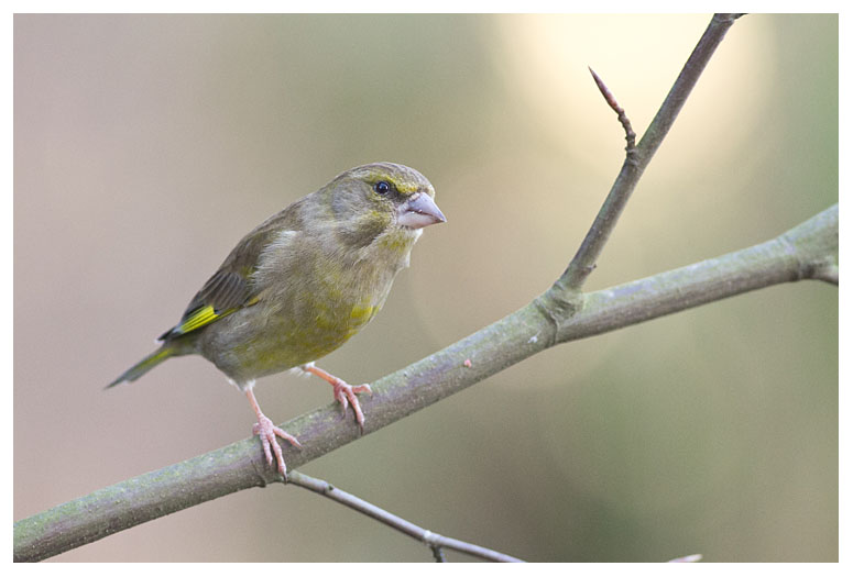 Greenfinch (female) 