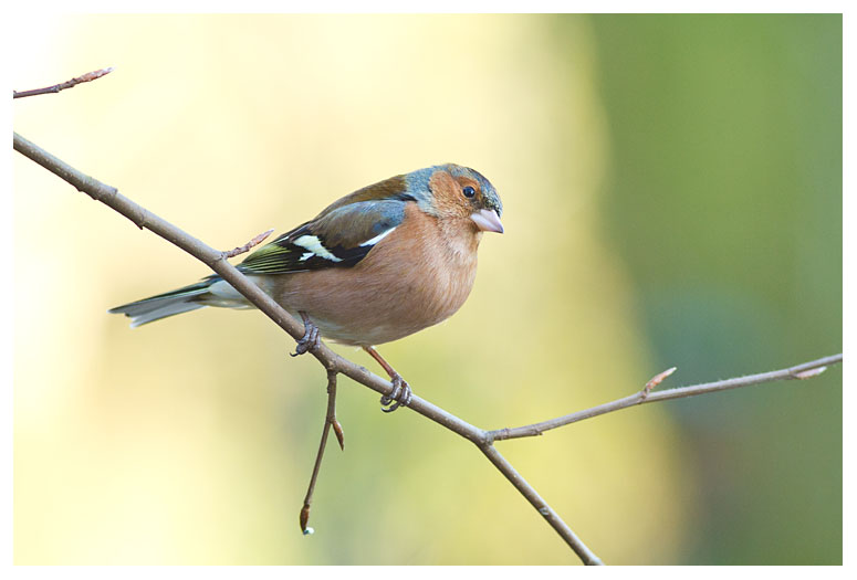 Chaffinch 