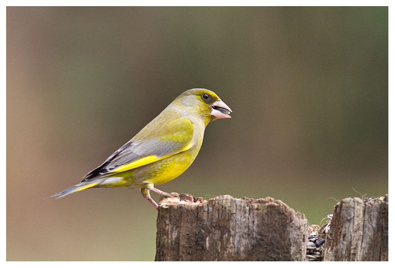 Greenfinch