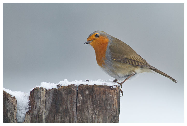 Robin 