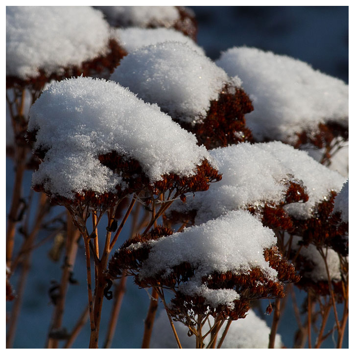 snow on Stonecrop