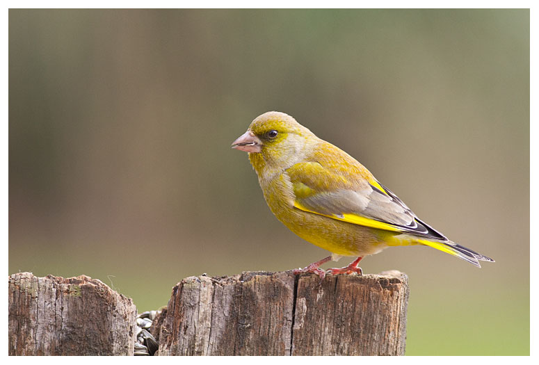 Greenfinch 