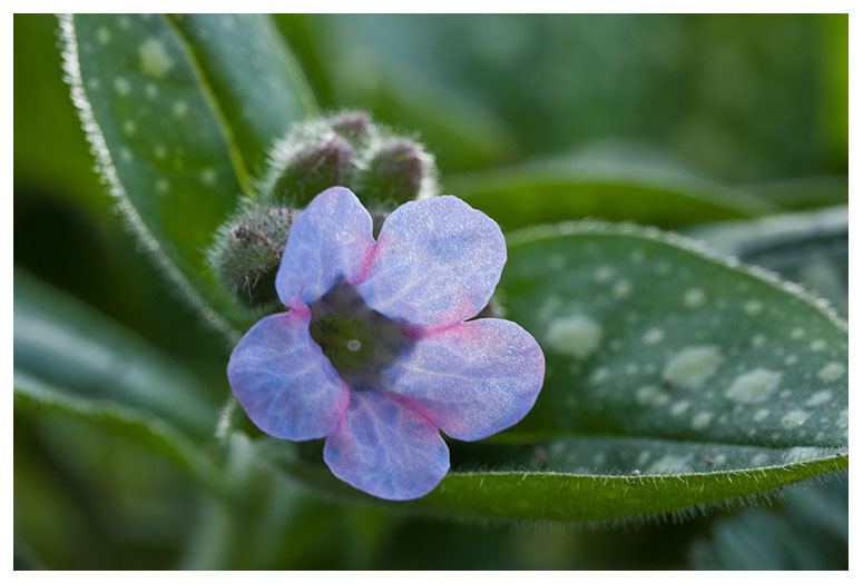 Pulmonaria officinalis 