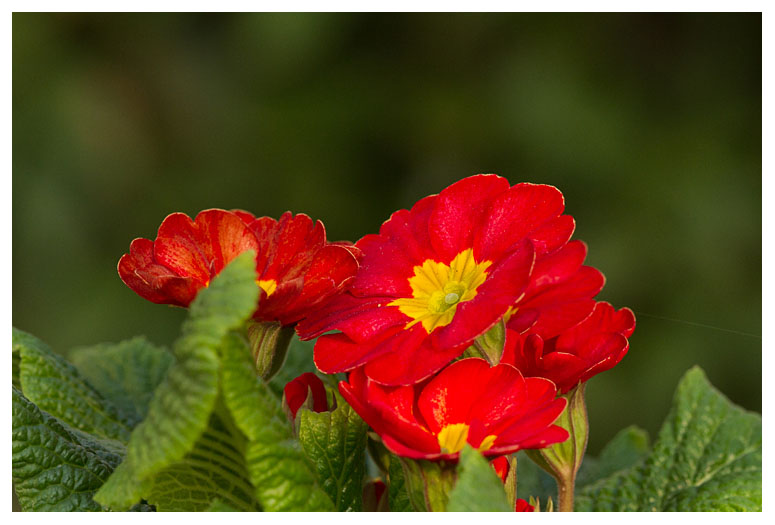 Primrose