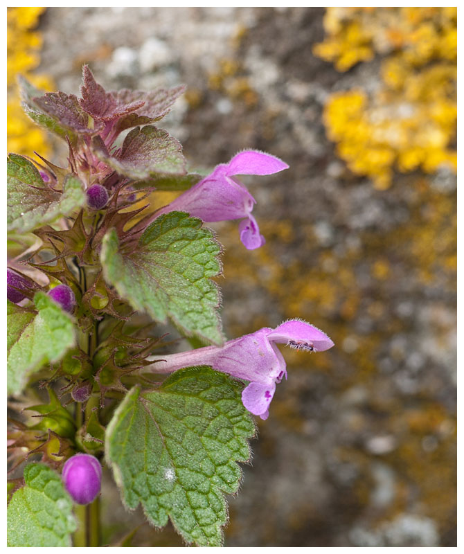 Lamium purpureum