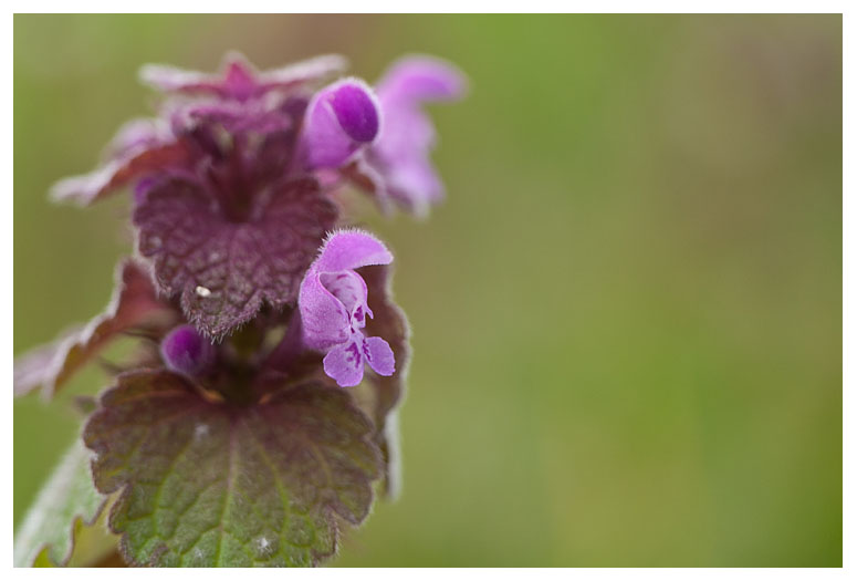 Lamium purpureum 