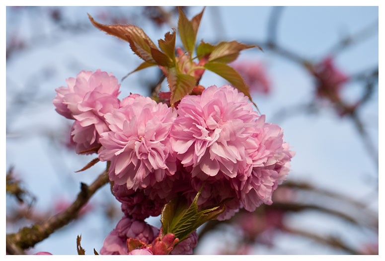 Prunus serrulata