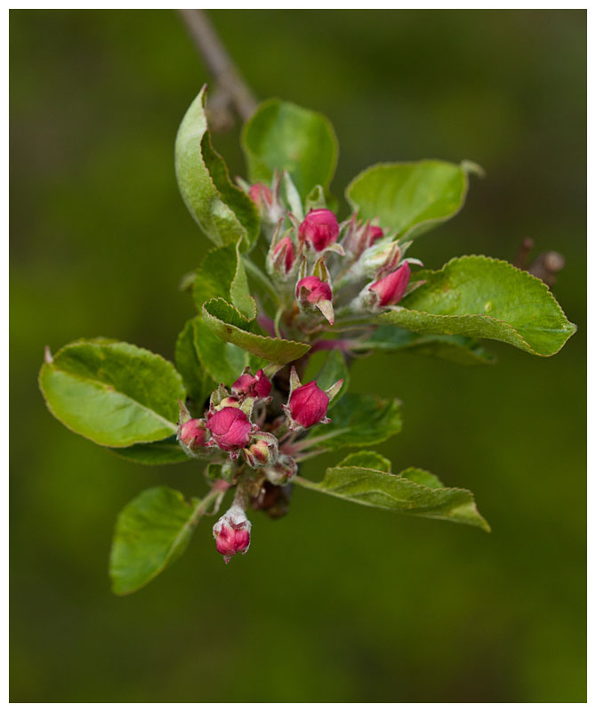 Apple blossoms
