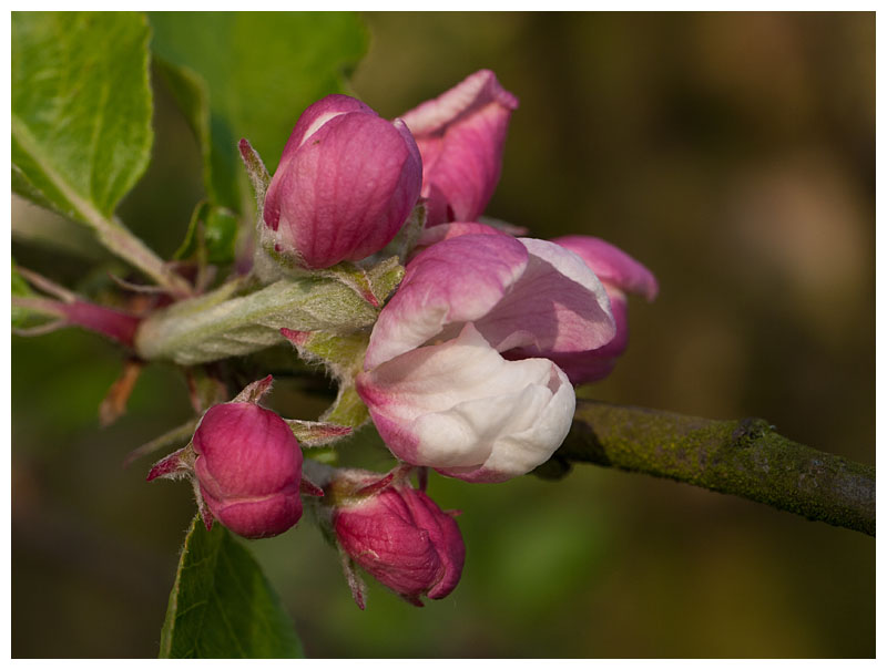 Apple blossoms