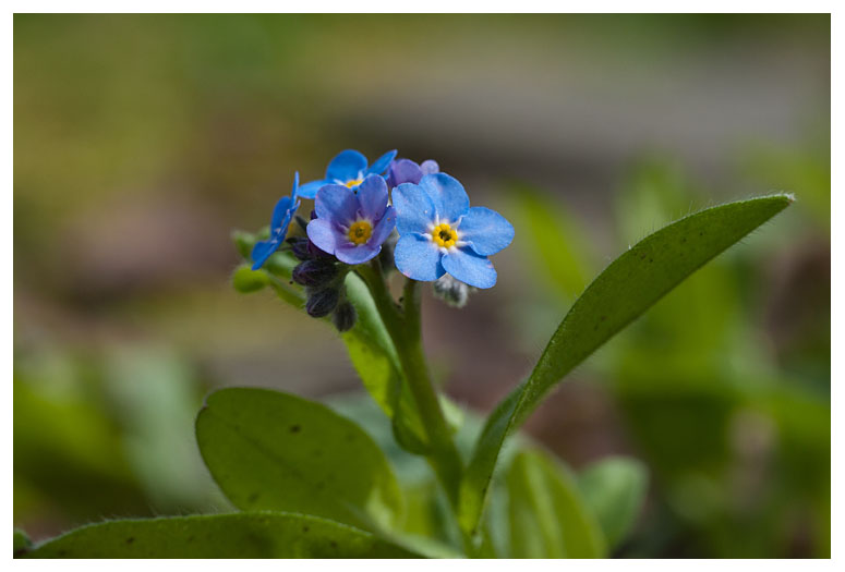 Myosotis sylvatica 