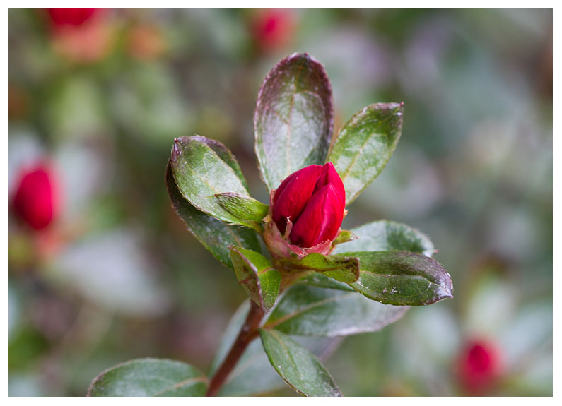 Azalea