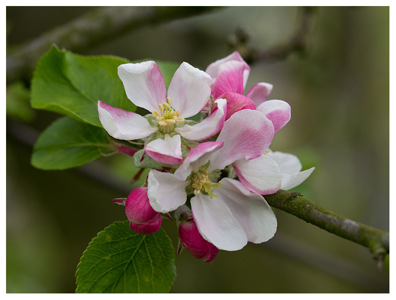 Apple blossoms