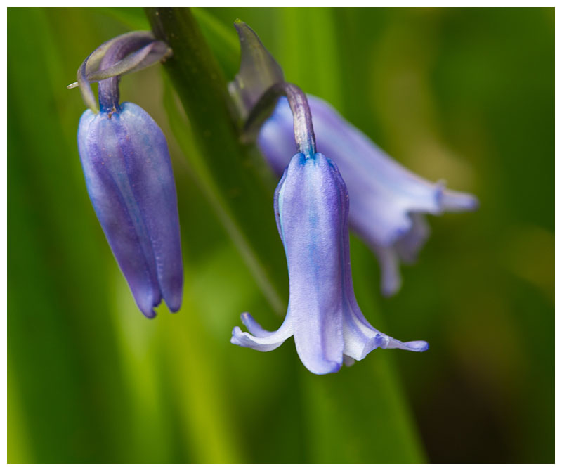 Hyacinthoides non-scripta 