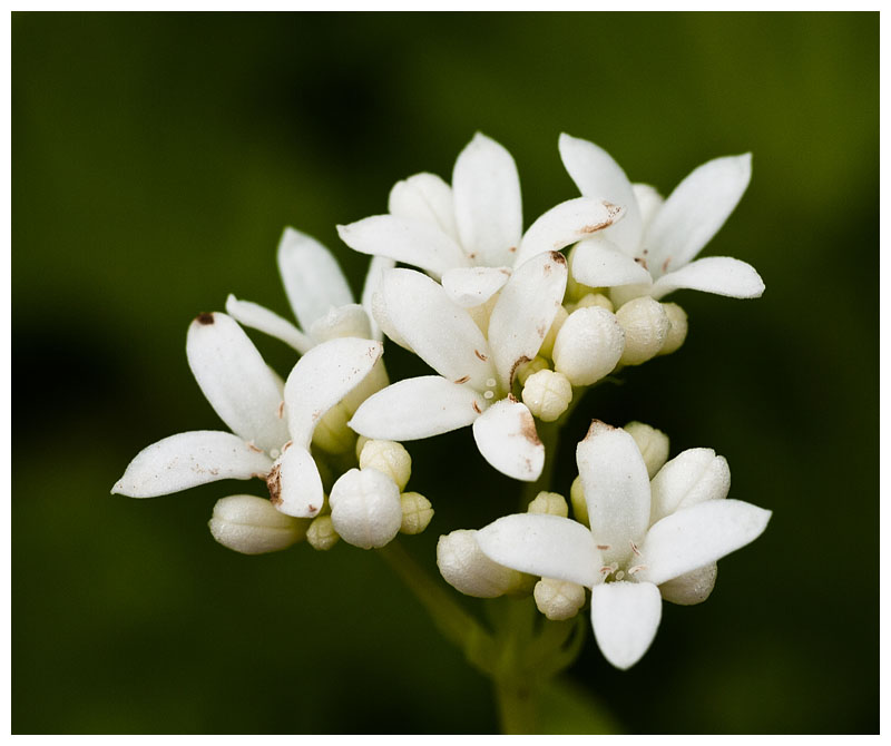 Galium odoratum 