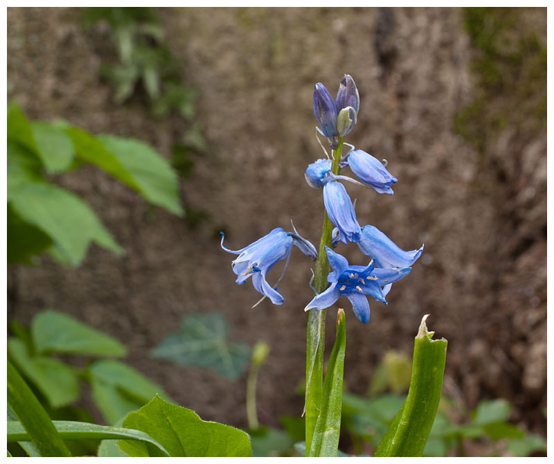 Hyacinthoides non-scripta 