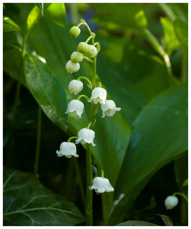 Convallaria majalis